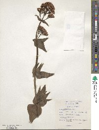 Centranthus ruber image