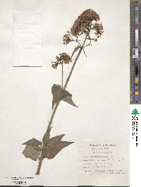 Centranthus ruber image