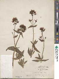 Centranthus ruber image