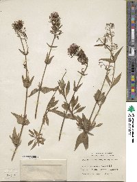 Centranthus ruber image