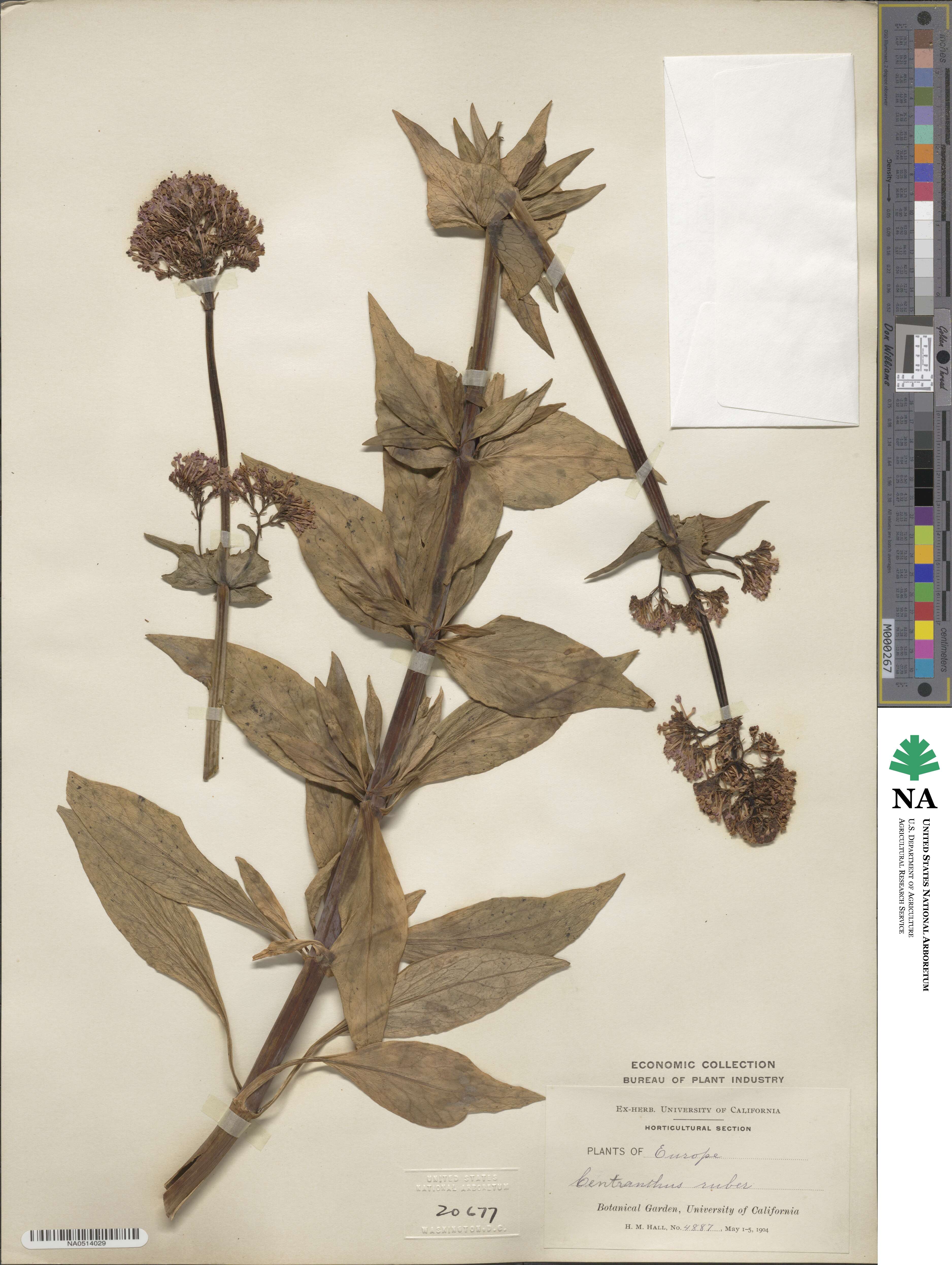 Centranthus ruber image