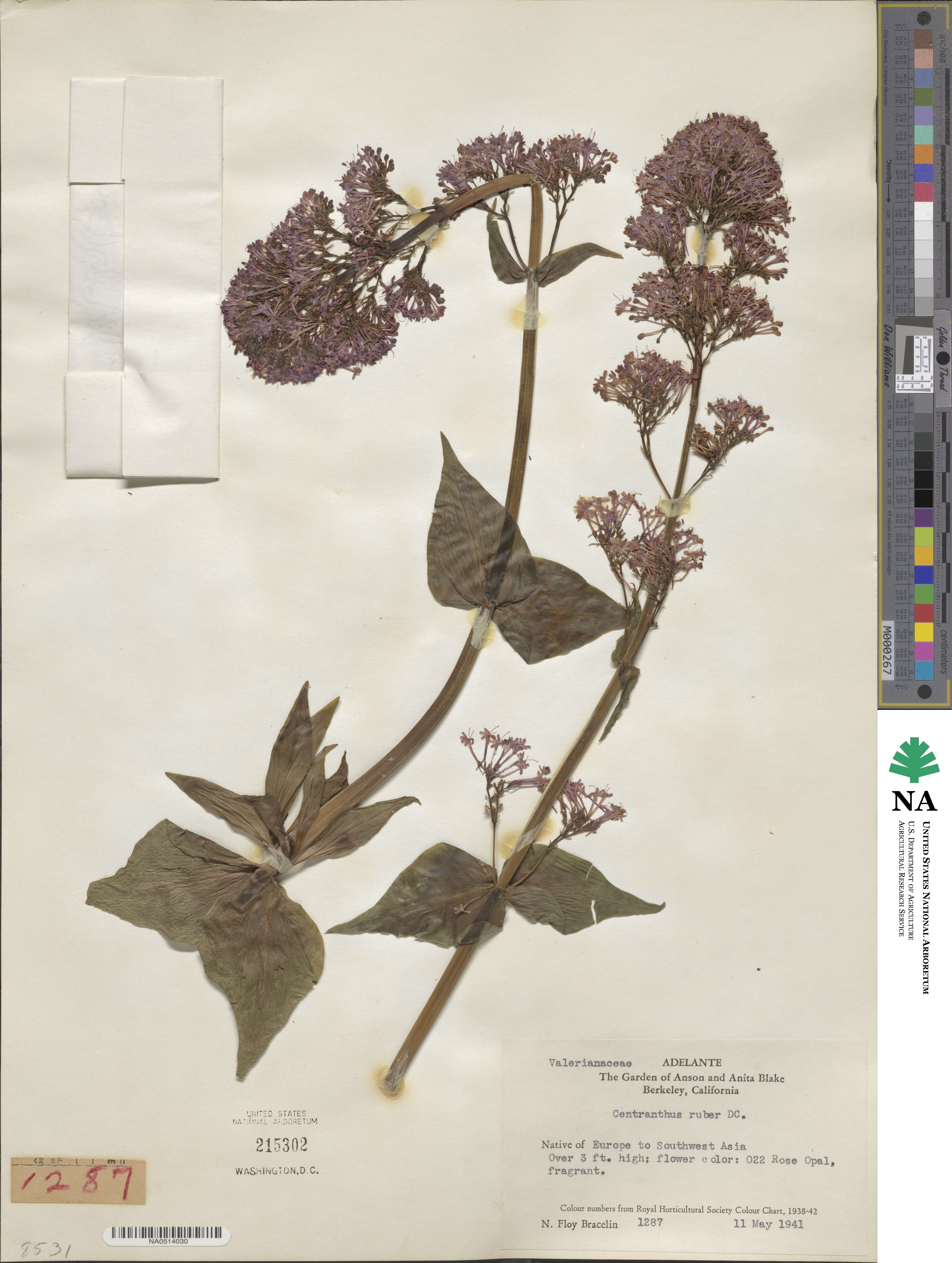 Centranthus ruber image