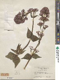 Centranthus ruber image