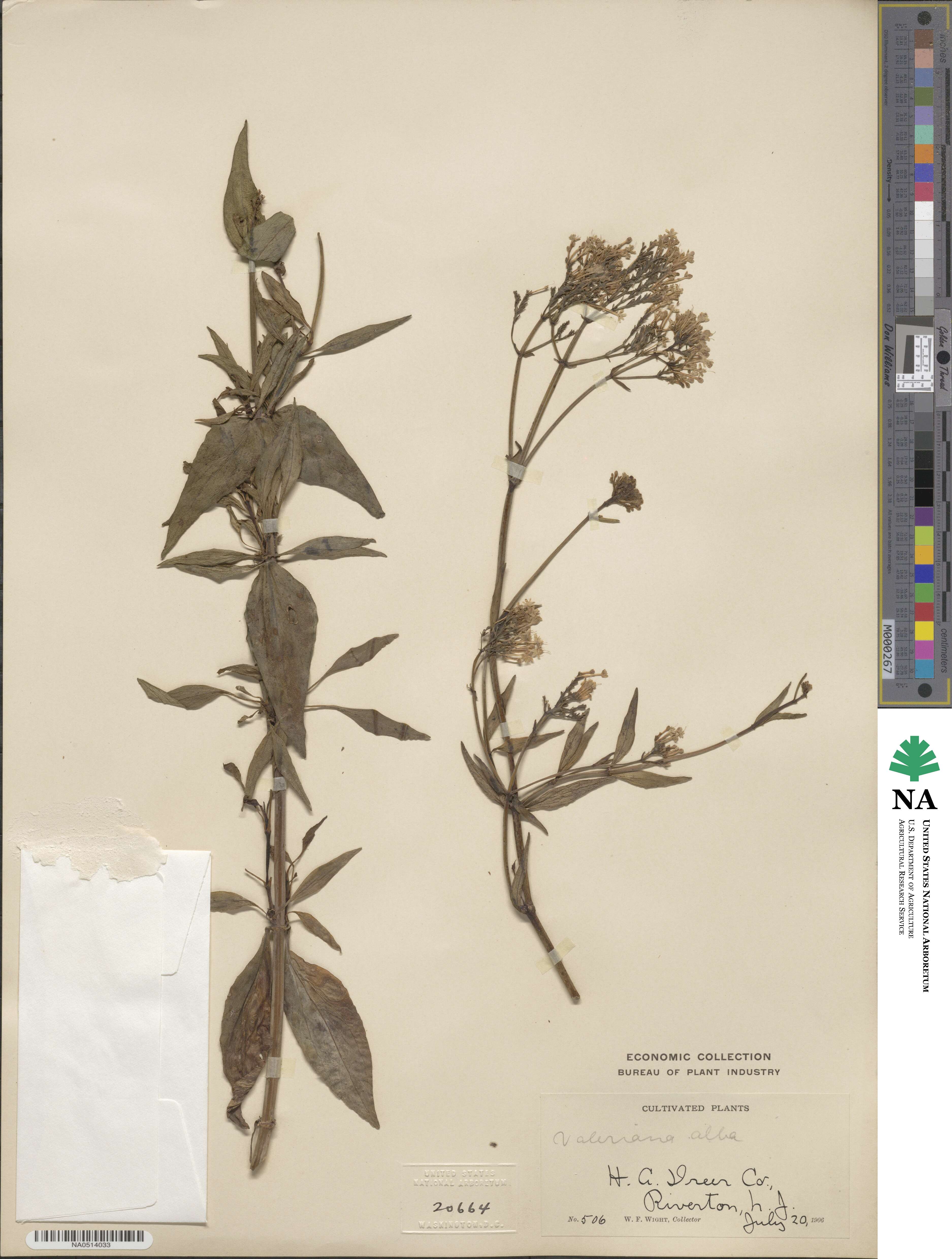 Centranthus ruber image