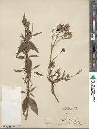 Centranthus ruber image