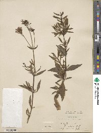 Centranthus ruber image