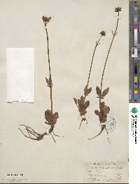 Valeriana acutiloba image