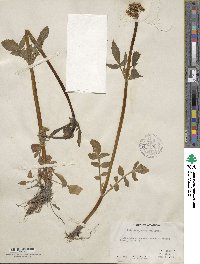 Valeriana acutiloba image