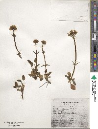 Valeriana acutiloba image