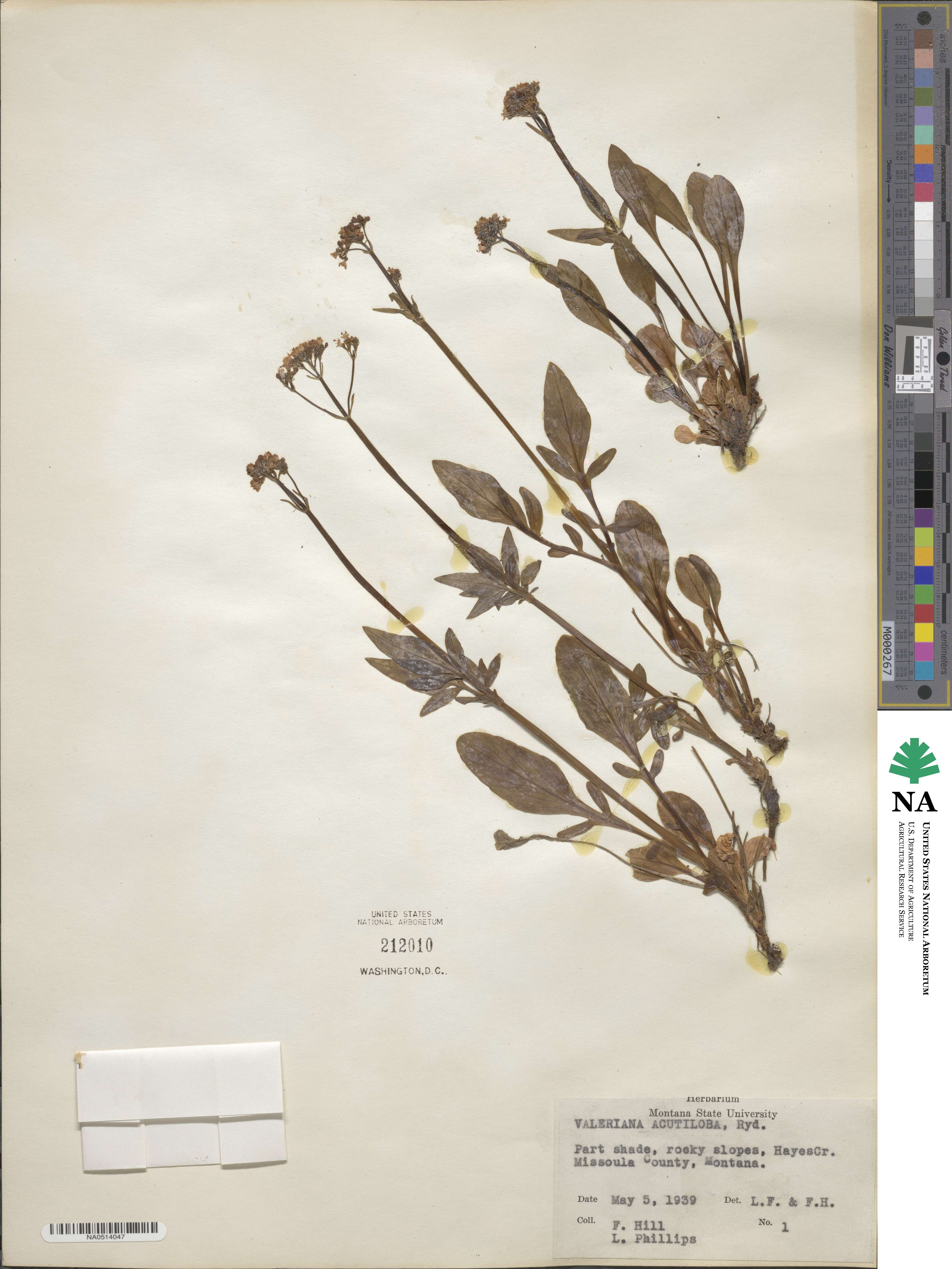 Valeriana acutiloba image