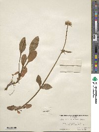 Valeriana acutiloba image