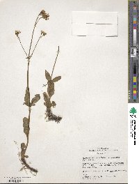 Valeriana acutiloba var. glabra image