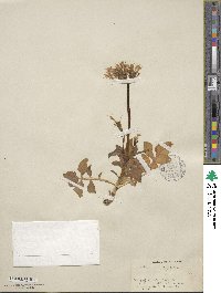 Valeriana arizonica image