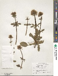 Valeriana arizonica image