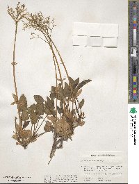 Valeriana arizonica image