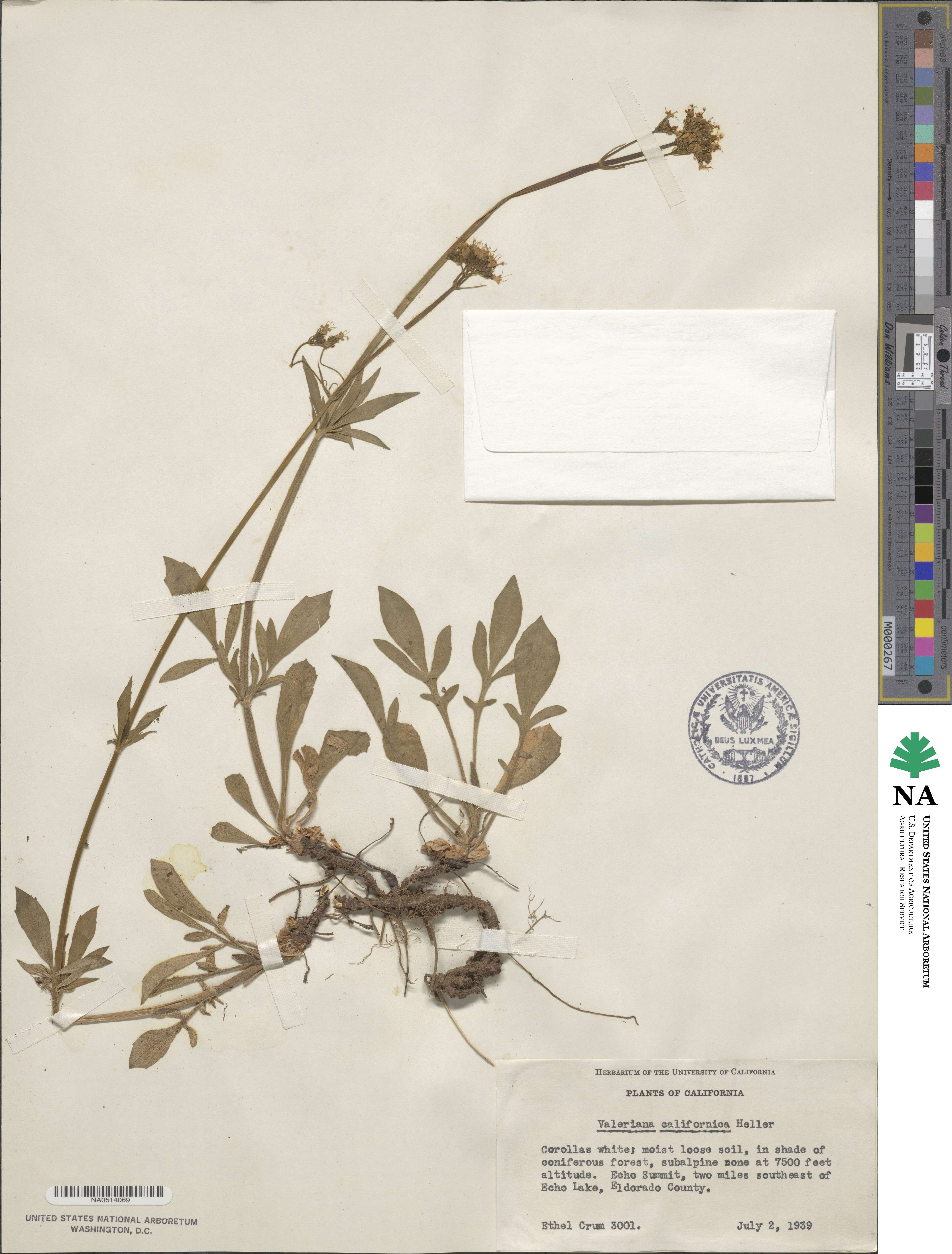 Valeriana californica image