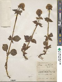 Valeriana capitata image