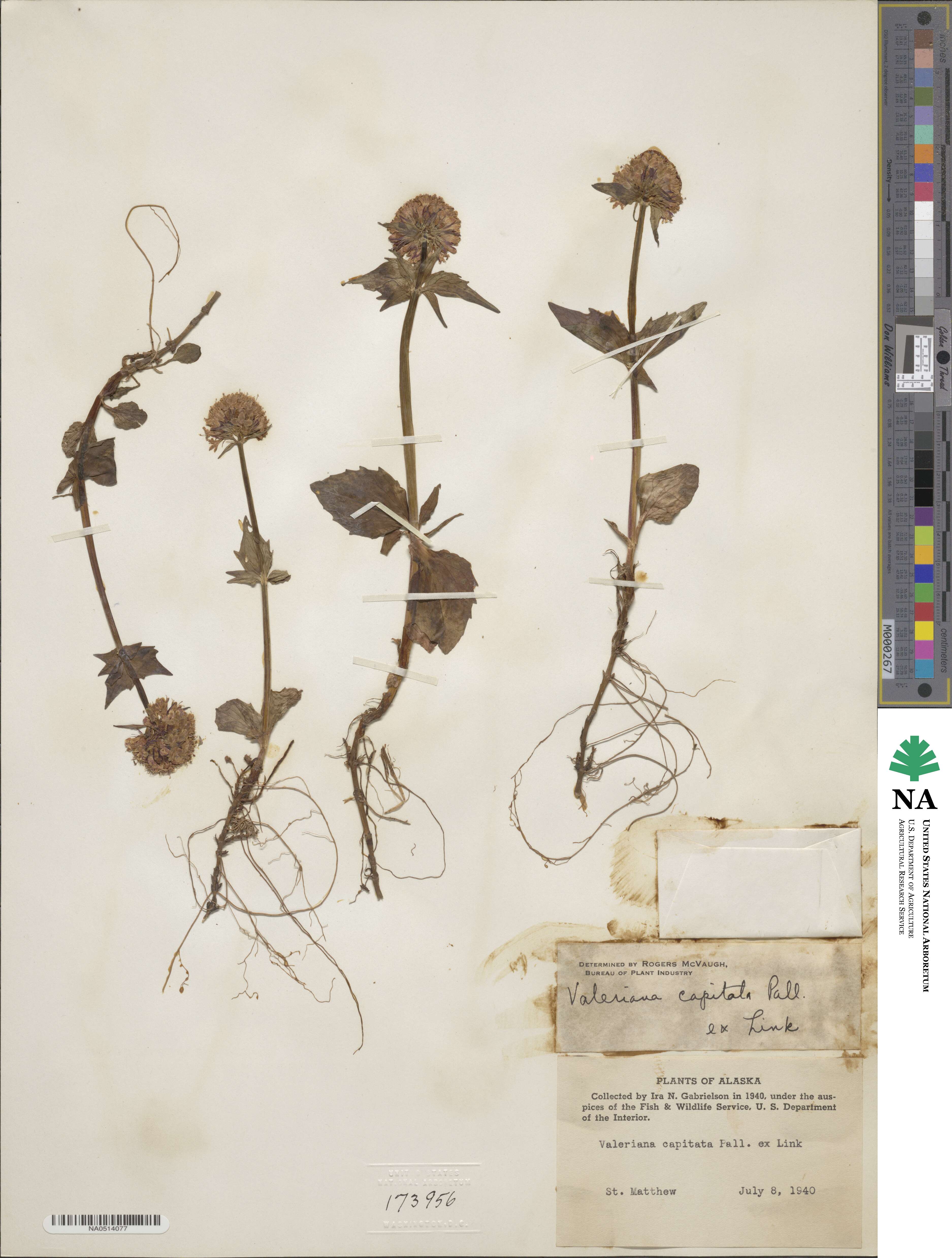 Valeriana capitata image
