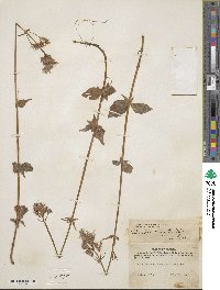 Valeriana capitata image