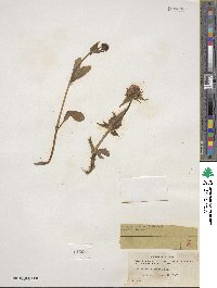 Valeriana capitata image