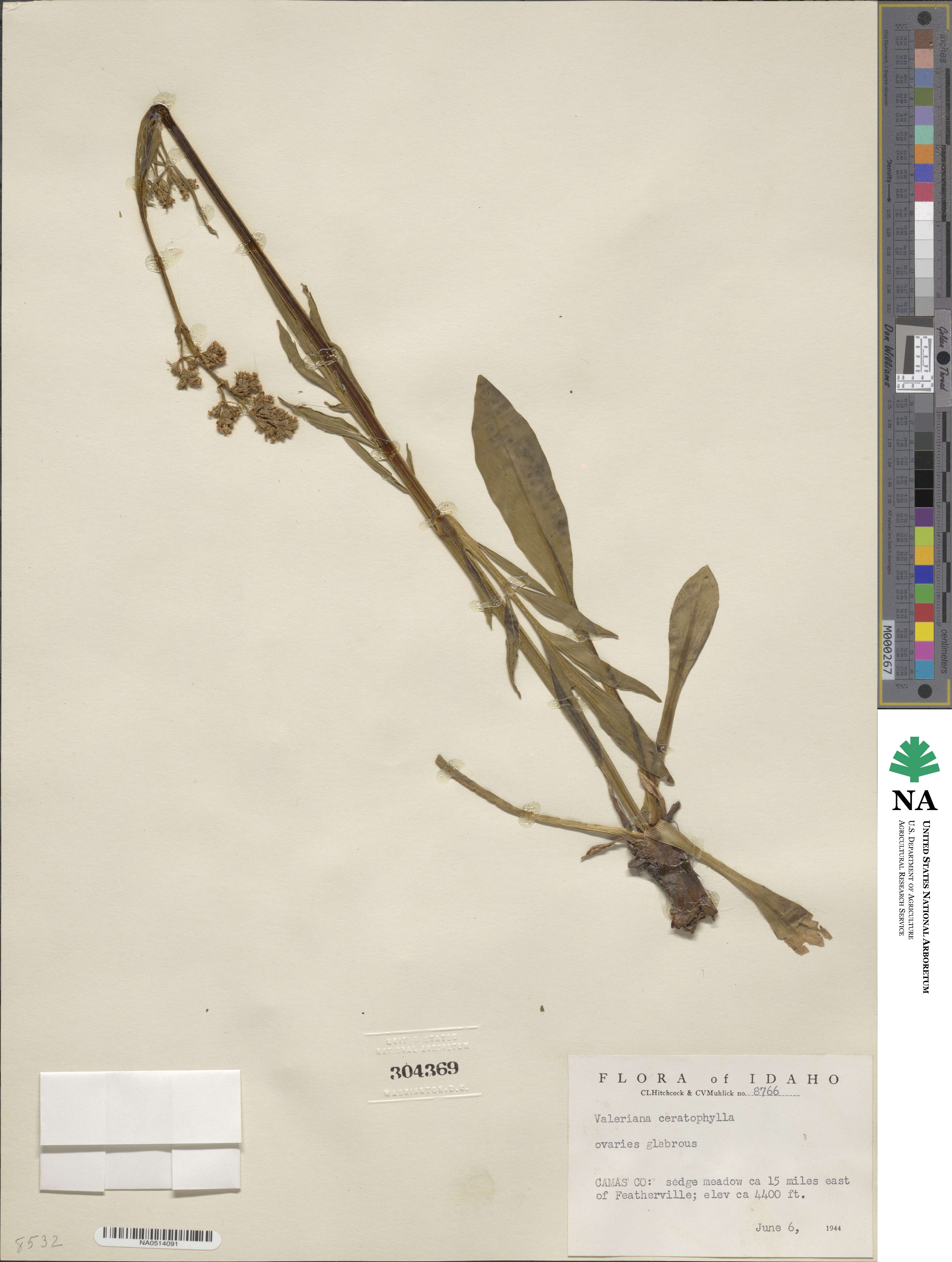 Valeriana ceratophylla image