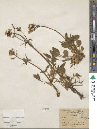 Valeriana columbiana image