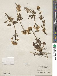 Valeriana columbiana image