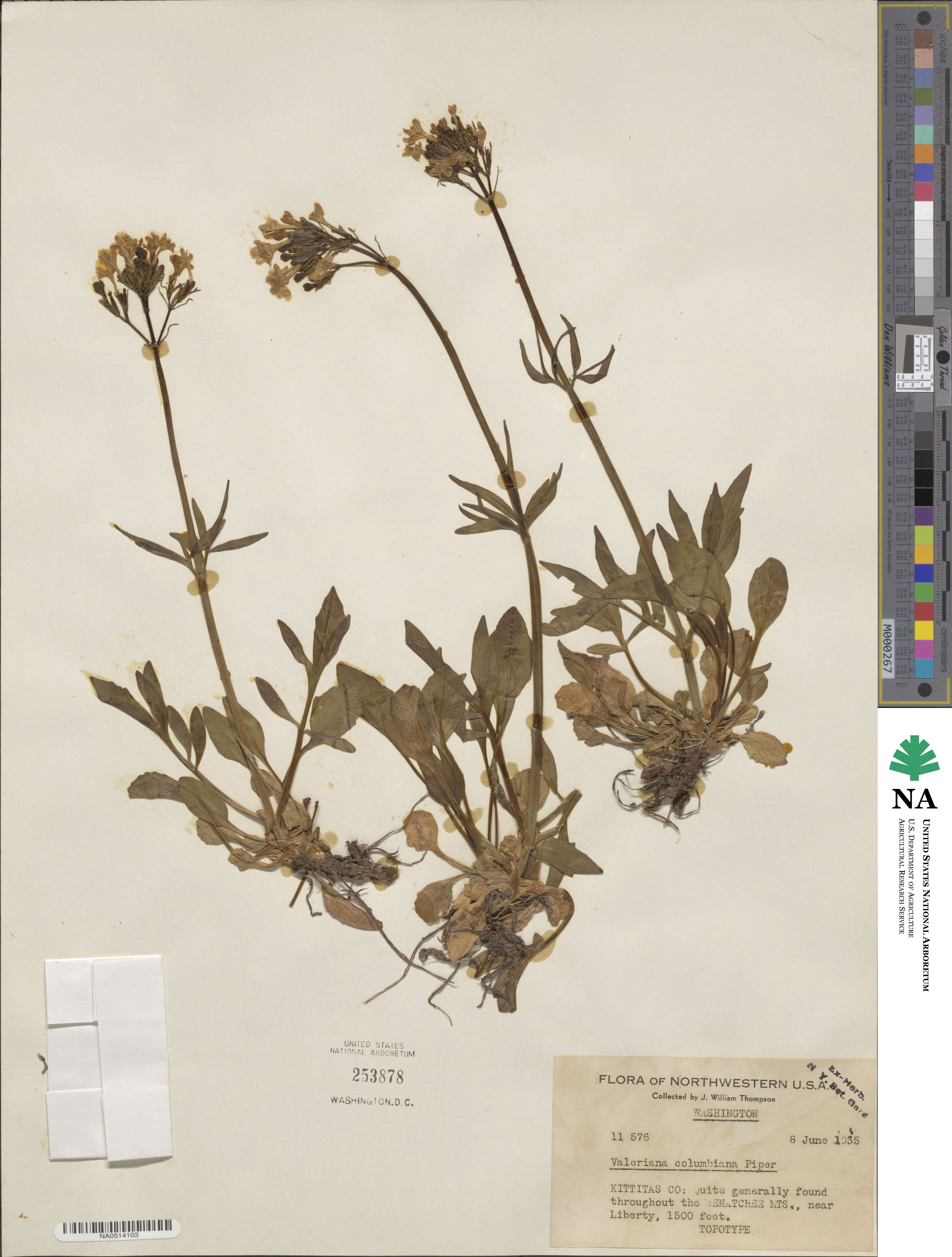 Valeriana columbiana image