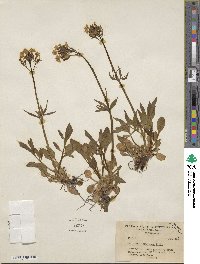 Valeriana columbiana image