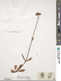 Valeriana dioica image