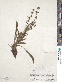 Valeriana edulis image