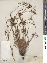 Valeriana edulis image