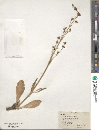 Valeriana edulis image