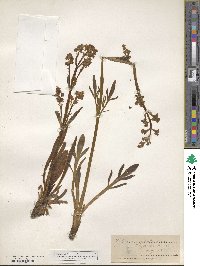 Valeriana edulis image