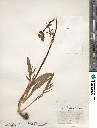 Valeriana edulis image