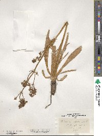 Valeriana edulis image