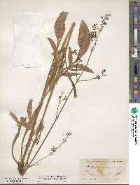 Valeriana edulis image