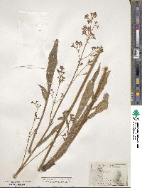 Valeriana edulis image