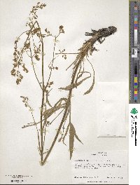 Valeriana edulis image