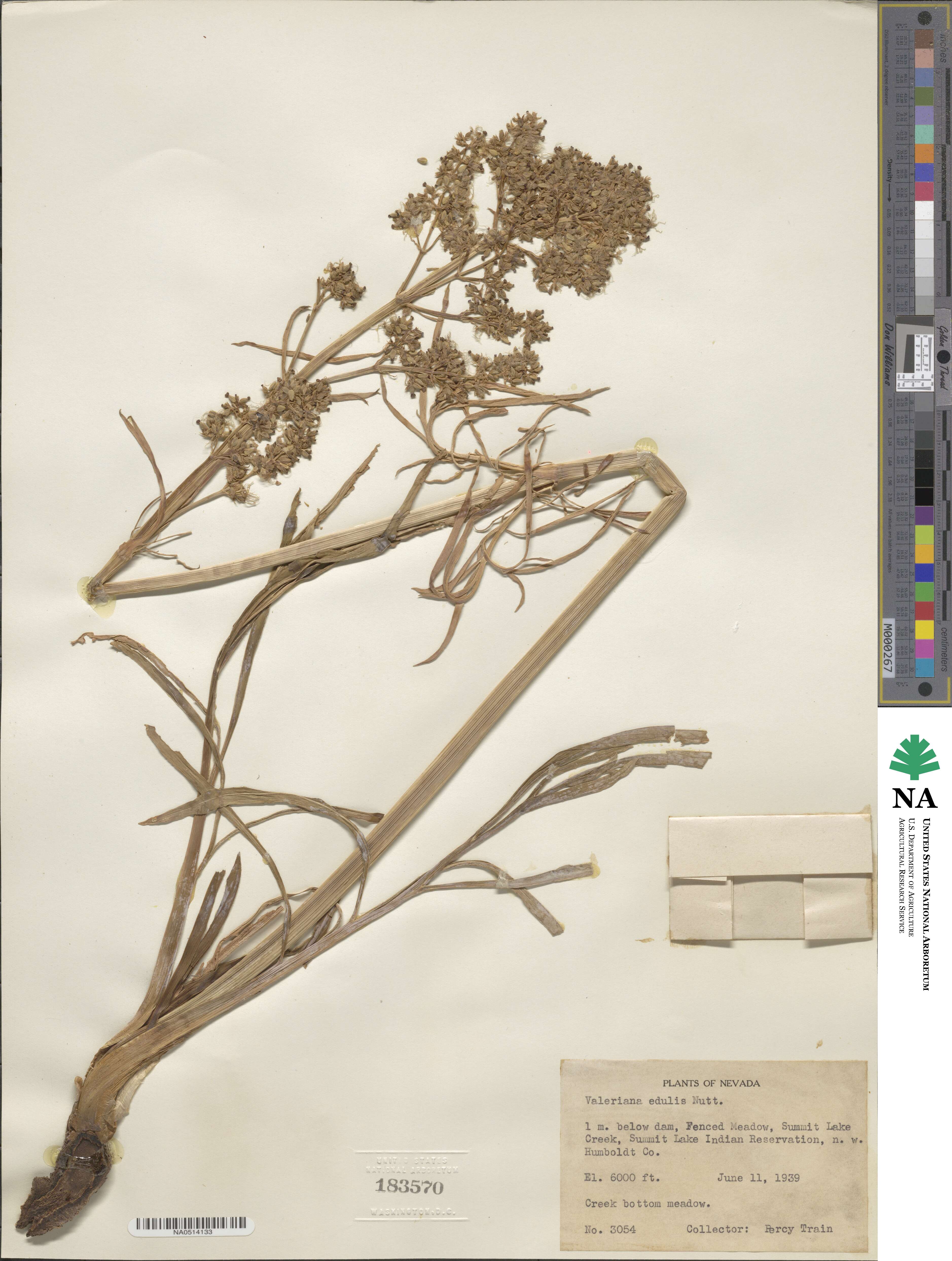 Valeriana edulis image