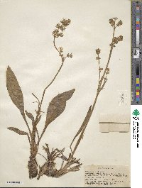 Valeriana edulis image