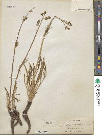 Valeriana edulis image