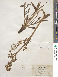 Valeriana edulis image