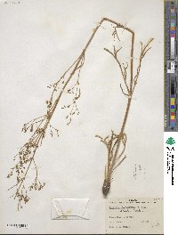 Valeriana edulis image