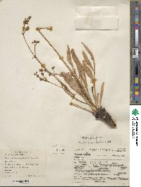 Valeriana edulis image