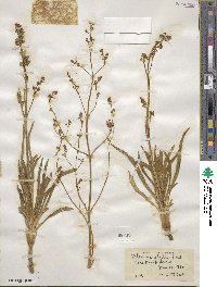 Valeriana edulis image