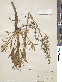 Valeriana edulis image