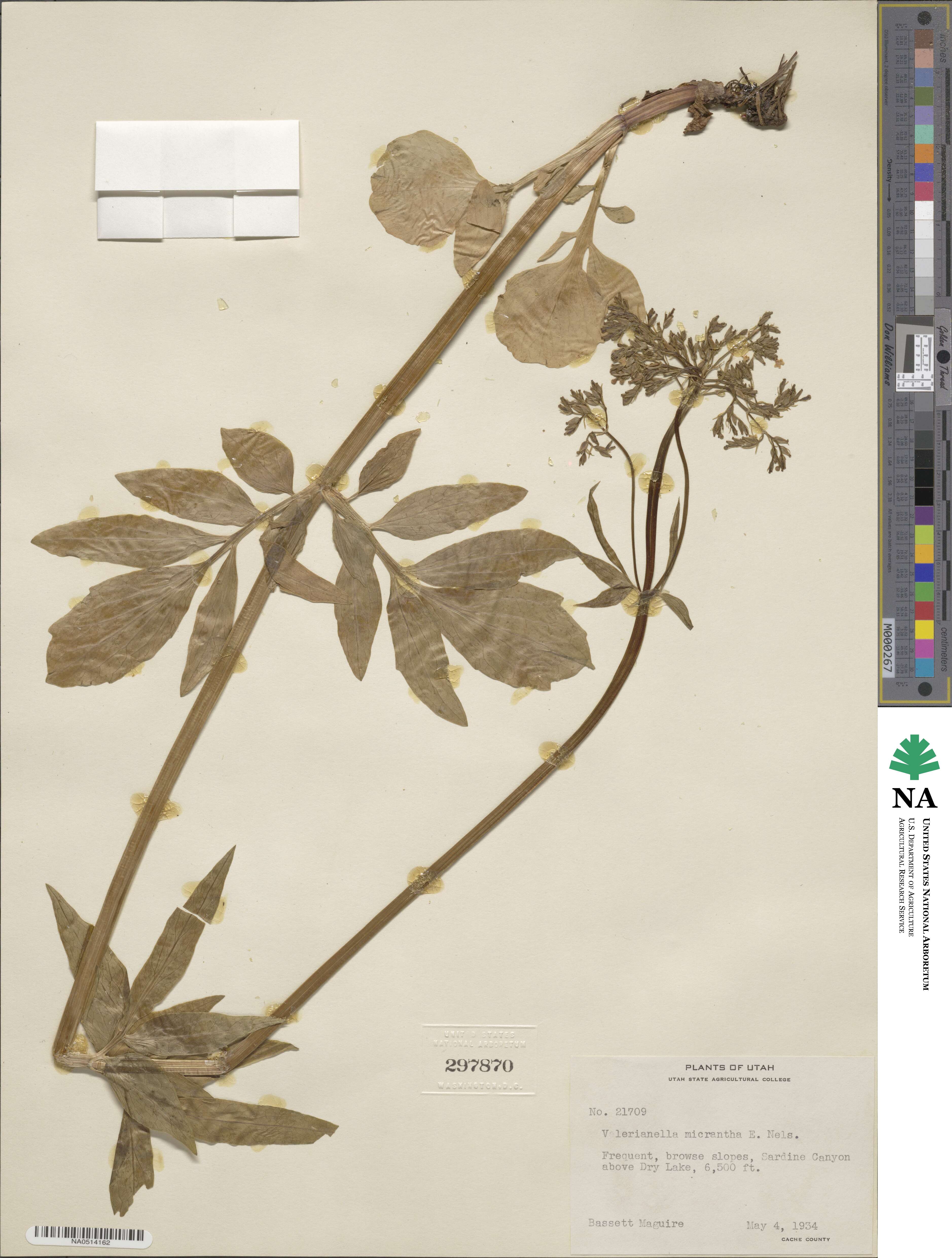 Valeriana sitchensis image