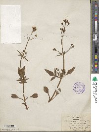 Valeriana sitchensis image