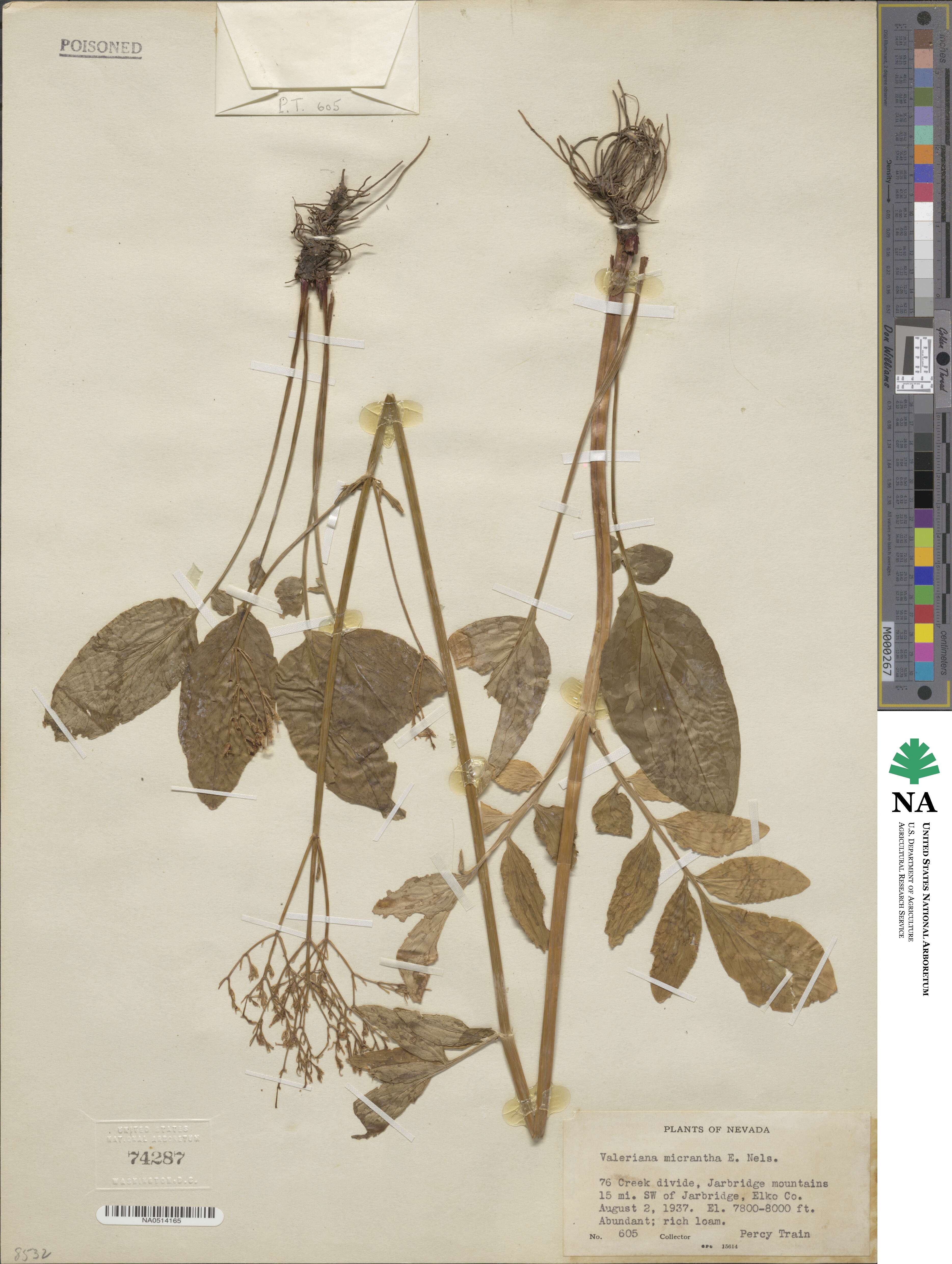 Valeriana sitchensis image